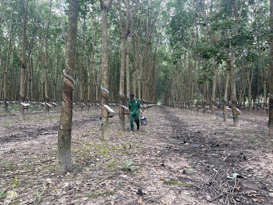 Ngành cao su phát triển kinh tế biên giới - Bài 3: Đầu tư nước ngoài đưa lợi nhuận về Việt Nam
